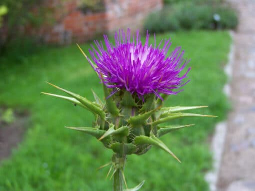 Blessed thistle teso где найти