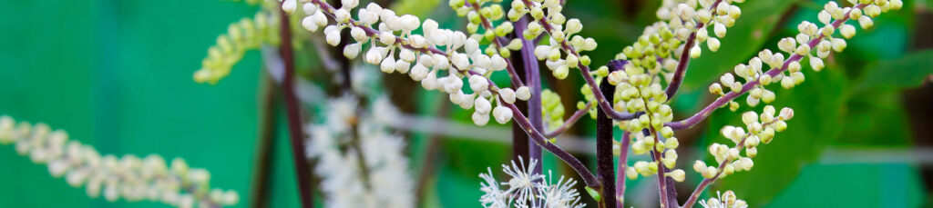 Black Cohosh